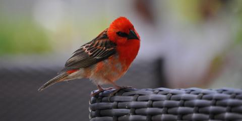 red bird perched on chair