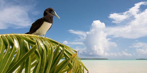 bird on palm in Tahiti