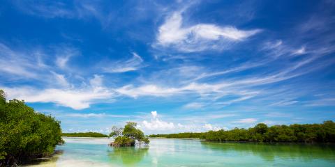 Florida Mangroves Key West